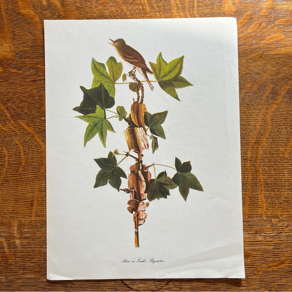 Vintage Audubon Birds of America Lithograph Print, Alder Flycatcher